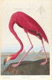 Amerikansk flamant maleri - John James Audubon — visning af kunstværket