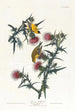 Chardonneret jaune d'Amérique - John James Audubon — visning af kunstværket
