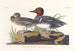 Sarcelle d'Amérique - John James Audubon — visning af kunstværket