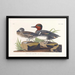Sarcelle d'Amérique - John James Audubon — indrammet kunstværk på væggen