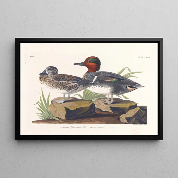 Sarcelle d'Amérique - John James Audubon — indrammet kunstværk på væggen