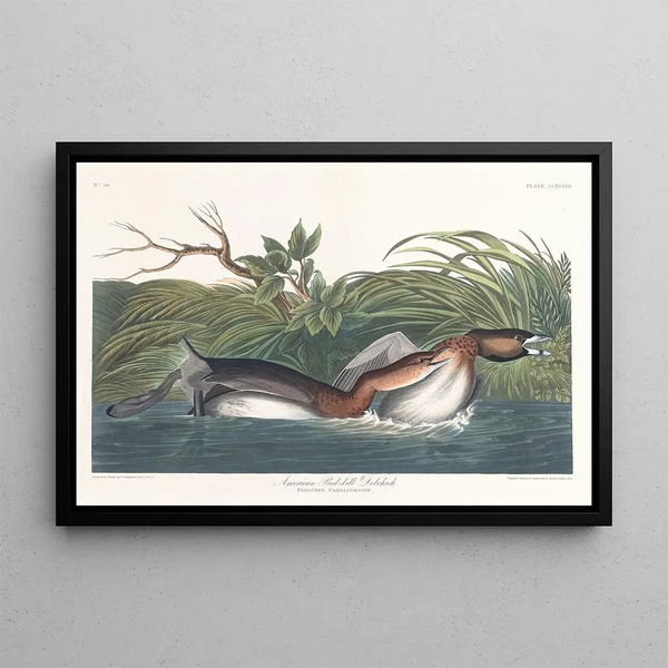 det amerikanske græshøne-maleri - John James Audubon — indrammet kunstværk på væggen