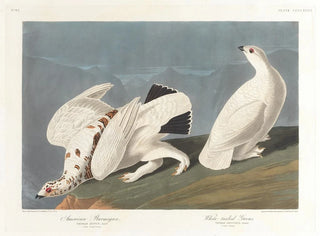 John James Audubon - American ptarmigan Whitetailed grous.webp