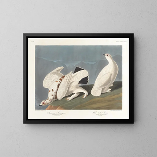John James Audubon - American ptarmigan Whitetailed grous.webp