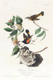 Paruline flamboyante d'Amérique - John James Audubon — visning af kunstværket