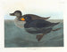 Canard scoter américain - John James Audubon — visning af kunstværket