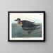 Canard scoter américain - John James Audubon — indrammet kunstværk på væggen