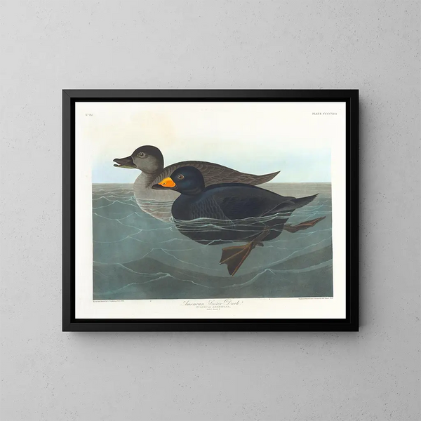 Canard scoter américain - John James Audubon — indrammet kunstværk på væggen