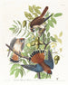 Amerikansk Høge Maleri - John James Audubon — visning af kunstværket