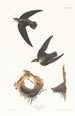 Martinet d'Amérique - John James Audubon — visning af kunstværket