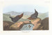 Cincle d'Amérique - John James Audubon — visning af kunstværket