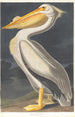 den hvide pelikan fra Amerika - John James Audubon — visning af kunstværket