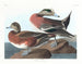Canard d'Amérique - John James Audubon — visning af kunstværket