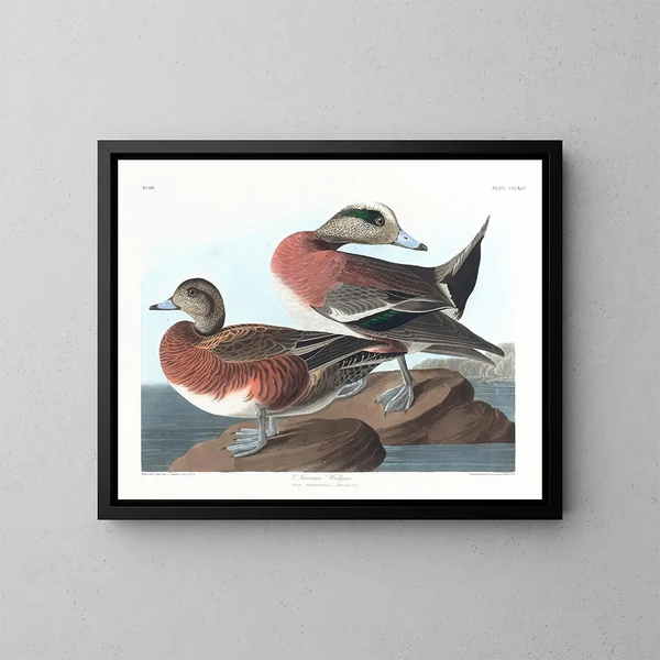 Canard d'Amérique - John James Audubon — indrammet kunstværk på væggen