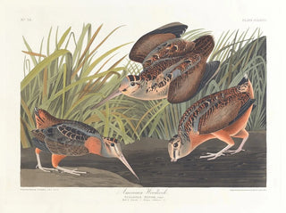 Bécasse d'Amérique - John James Audubon — visning af kunstværket