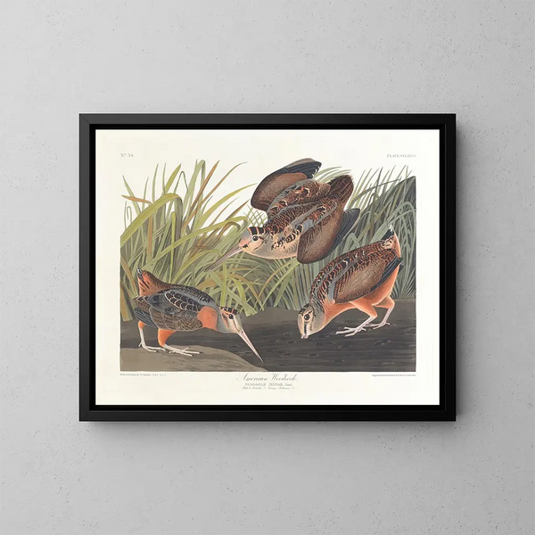 Bécasse d'Amérique - John James Audubon — indrammet kunstværk på væggen
