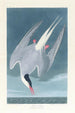 Sterne arctique - John James Audubon — visning af kunstværket