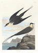 Labbe arktisk - John James Audubon — visning af kunstværket