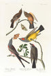 Tyran de l'Arkansas Tyran à queue fourchue - John James Audubon — visning af kunstværket
