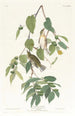 Paruline automnale - John James Audubon — visning af kunstværket