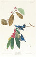 Paruline azurée - John James Audubon — visning af kunstværket