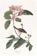 Bruant de Bachman - John James Audubon — visning af kunstværket