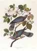 Pigeon à queue barrée - John James Audubon — visning af kunstværket