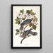 Pigeon à queue barrée - John James Audubon — indrammet kunstværk på væggen