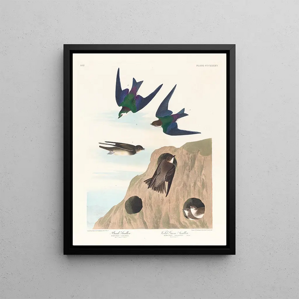 John James Audubon - Bank swallow Violetgreen swallow.webp
