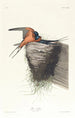 Hirondelle rustique - John James Audubon — visning af kunstværket