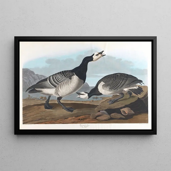 Oie bernache - John James Audubon — indrammet kunstværk på væggen