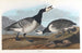 Oie bernache - John James Audubon — visning af kunstværket