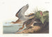 Bécasseau de Bartram - John James Audubon — visning af kunstværket