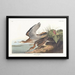 Bécasseau de Bartram - John James Audubon — indrammet kunstværk på væggen