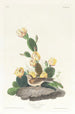 Bruant à ailes baies - John James Audubon — visning af kunstværket
