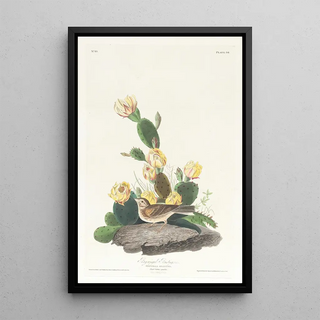 John James Audubon - Baywinged bunting.webp