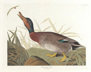 Canard maculé - John James Audubon — visning af kunstværket