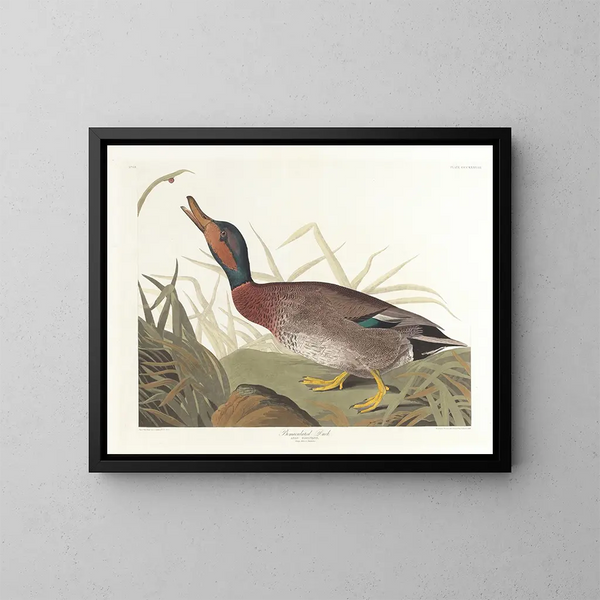 Canard maculé - John James Audubon — indrammet kunstværk på væggen