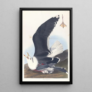 John James Audubon - Black backed gull.webp