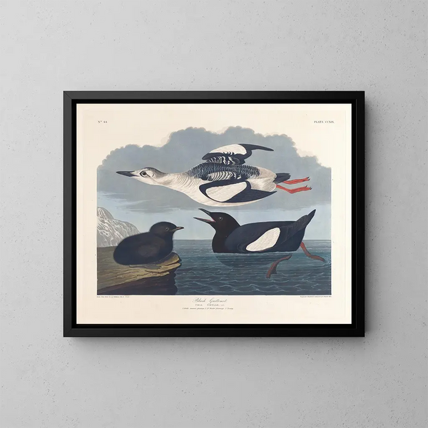 Guillemot noir - John James Audubon — indrammet kunstværk på væggen