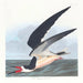 Rémora eller lunde - John James Audubon — visning af kunstværket