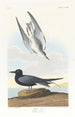 Sterne noire - John James Audubon — visning af kunstværket
