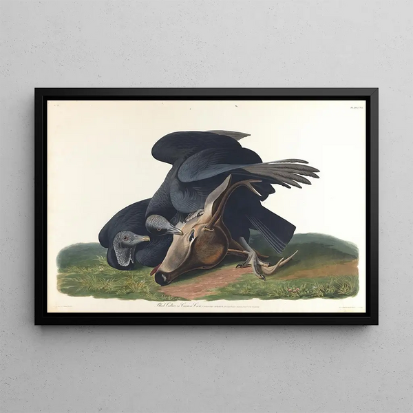 Vautour noir eller almindelig krage - John James Audubon — indrammet kunstværk på væggen