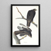 Guerrier noir - John James Audubon — indrammet kunstværk på væggen