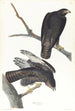 Guerrier noir - John James Audubon — visning af kunstværket