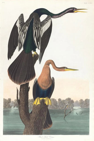 John James Audubon - Blackbelled darter.webp