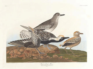 John James Audubon - Blackbelled plover.webp