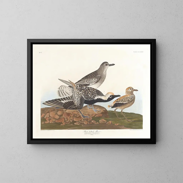 Pluvier à ventre noir - John James Audubon — indrammet kunstværk på væggen