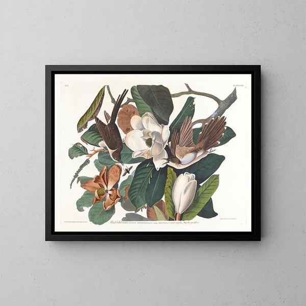 Coucou à bec noir - John James Audubon — indrammet kunstværk på væggen