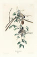 Mésange à tête noire - John James Audubon — visning af kunstværket